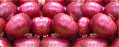 Fresh Onions