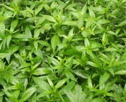 Swertia Chirata, Form : Leaves