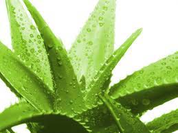 Fresh Aloe Vera Leaves, For Parlour, Personal, Form : Liquid