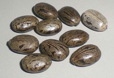 Castor Seeds, Style : Dried