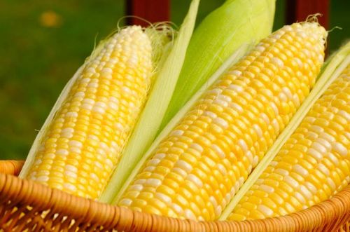 Yellow Corn