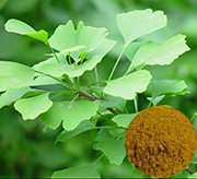 Ginkgo Biloba Extract
