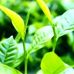 Green Tea Extract, Brand Name : Fan Naturals, Grade : Food