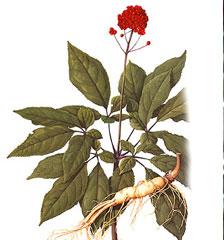 Panx Ginseng Extract