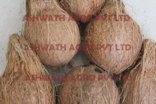 Semi Husked Coconuts, Color : Brown, White, Weight : 500g - 1000g