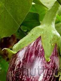Brinjal, Usage/Application : Cooking