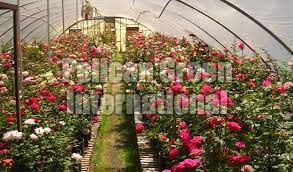 Fresh flowers, Storage Condition : Fresh