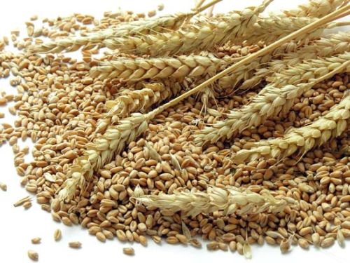 Wheat seeds, Number Of Flower : Sharbati