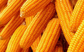 Yellow maize, Shelf Life : 6-12 Months