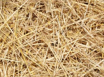 Wheat Straw