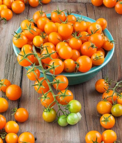 Golden Cherry Tomato