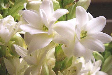 Tuberose Flowers, For Decoration, Packaging Type : Carton, Net Bag, Plastic Bag