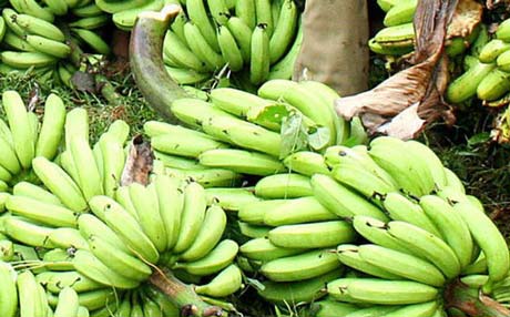 Robusta Banana