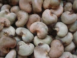 Raw Cashew Nuts, Material : Raw Cashew