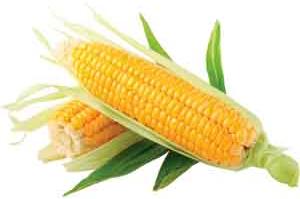 Corn