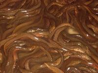Eel Fish 12-36 Inches In Length, Weight : 0.5-2 Pounds
