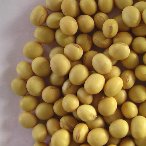 Soya Beans Grain