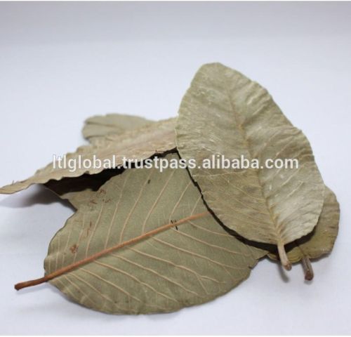 Dried Guava Leaves, Brand Name : LTL global