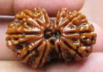 Gauri Shankar Rudraksha