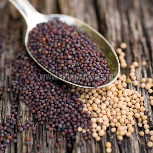 Solid Mustard Seeds, Packaging Type : Paper Bag, Plastic Bag, Pouches, PP Bag