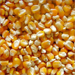 Yellow Maize Animal Feed