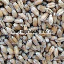 Organic Animal Feed Wheat Seeds, For Flour, Purity : 98%