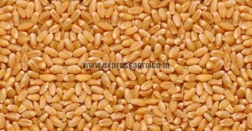 Organic Lokwan Wheat Seeds, Shelf Life : 1yrs