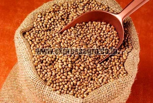 Moth Dal, Packaging Type : Bulk