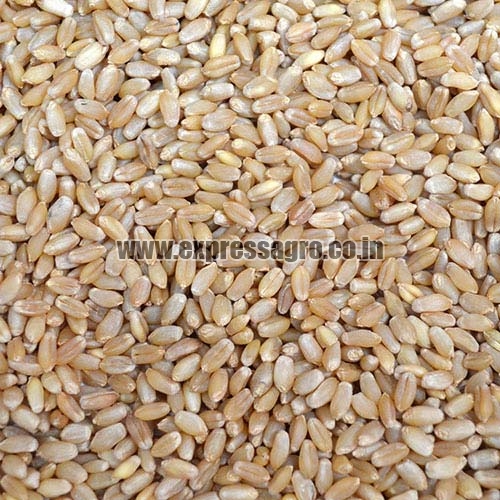 Organic MP Boat Wheat Seeds, For Flour, Purity : 98%