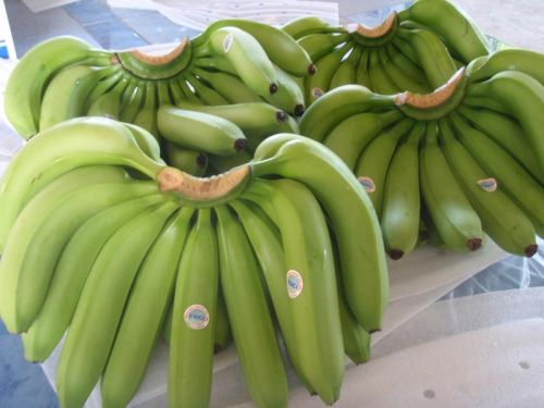 Common Cavendish Bananas, Grade : PREMIUM QUALITY G-9