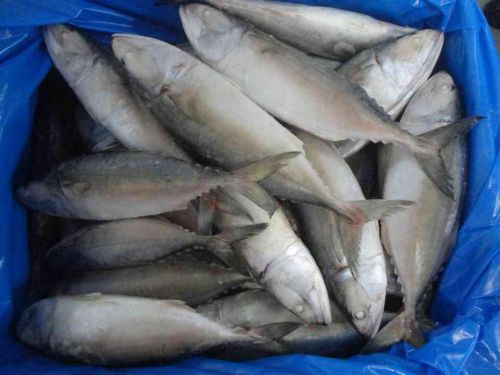 Indian Mackerel, Brand Name : Hai Gia Co
