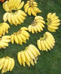 Elakki Banana