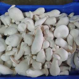 Milky Mushroom, Packaging Type : Pouch