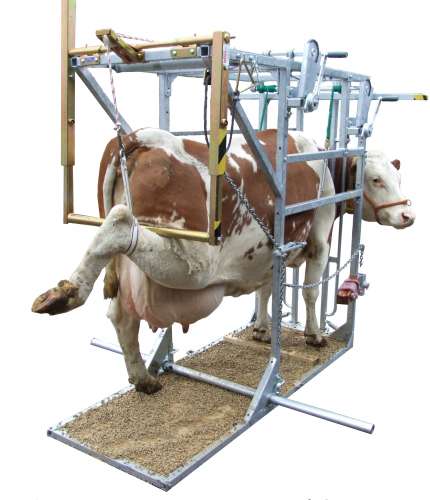 Cow Hoof Trimmer