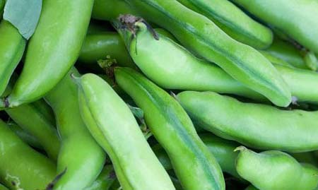 Fresh Green Beans