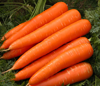 Carrot