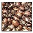 Castor seeds, Grade Standard : Food Grade