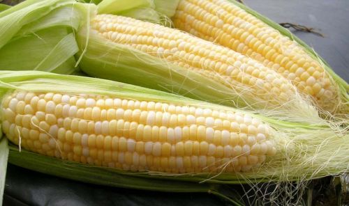 Yellow Sweet Corn
