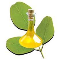 Moringa Oil, Extraction Method : Cold Pressed