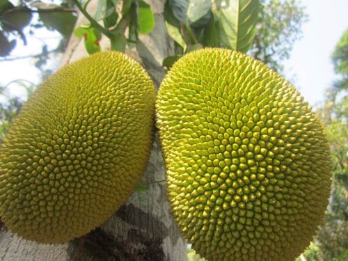 Fresh Jackfruit