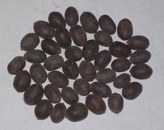 Organic Lotus Seeds, For Agriculture, Cooking, Food, Style : Dried