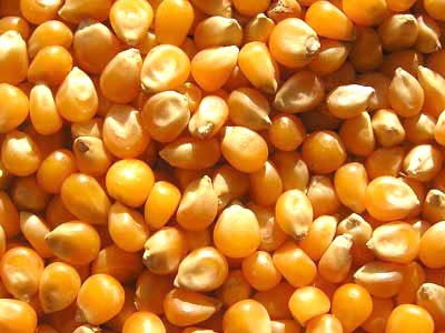 Yellow maize seeds, Form : Dried