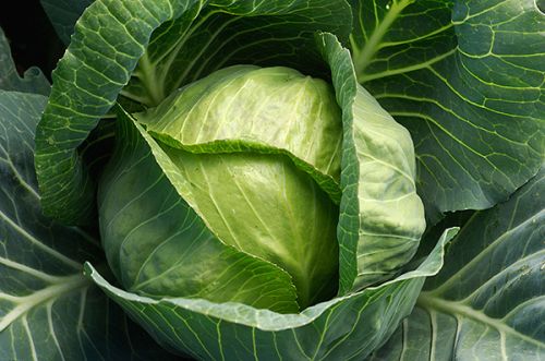 Fresh cabbage, Supply Type : Manufacturer