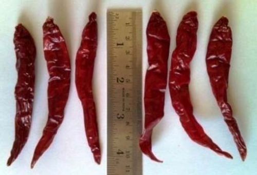 Dread Red Hot Chili Pepper