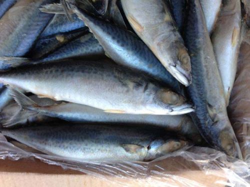 Fresh Frozen Fish, Brand Name : salmon