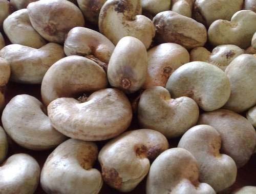 Tanzania Raw Cashew Nuts Cashew Nuts In Shell. Tanzania Raw Cashew N