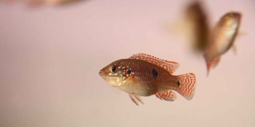 Jewel Cichlid Fish