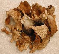 Dry Oyster Mushroom, Quality Available : A Grade