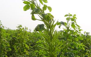 Guar Gum Plant