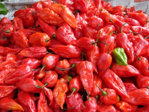 King Chilli, For Cooking, Food, Feature : Good For Health, Non Harmful